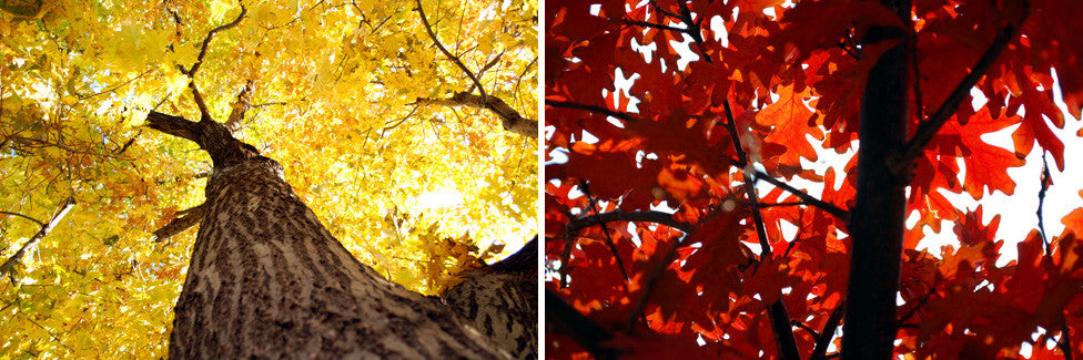 SIGNS THAT OUR NEIGHBORHOODS DON'T SUCK (AKA SIGNS THAT CLOVIS SCORED HIS MEDICAL MARIJUANA CARD)