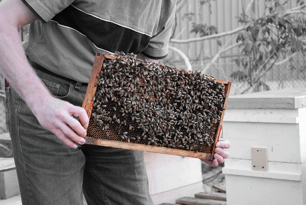 BEE WEEK, DAY 2: THE KING, PART TWO