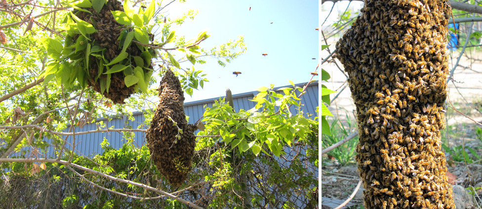 BEE WEEK, DAY 3: SWARM!