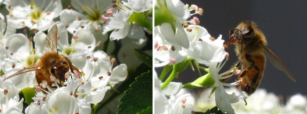 BEE WEEK, DAY 5: AT WORK