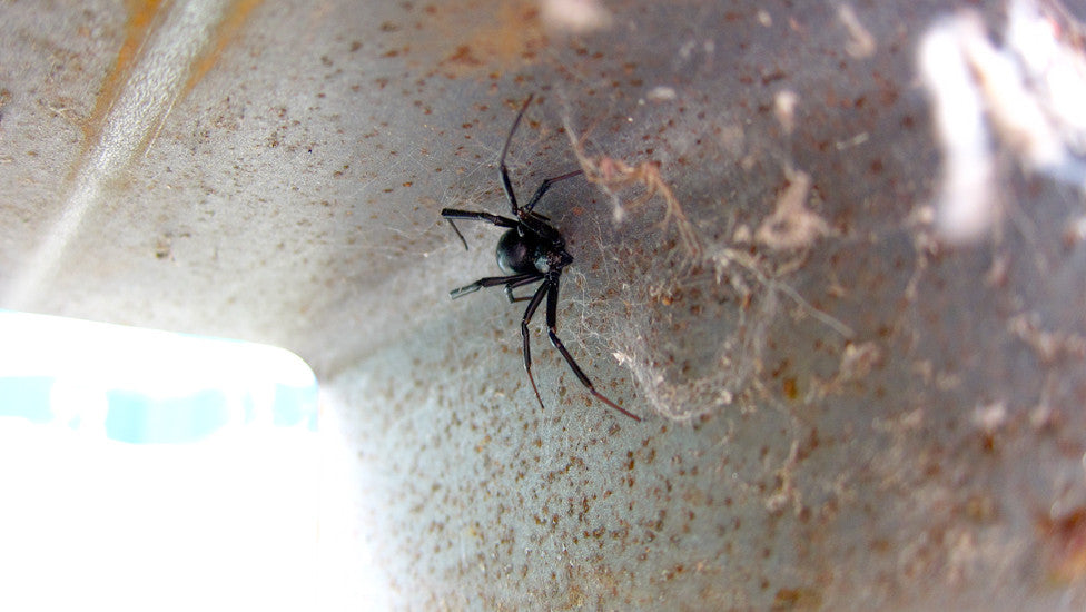BLACK WIDOW