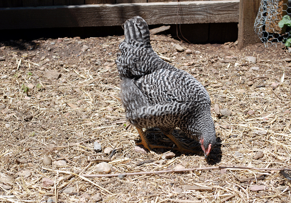 WE BELIEVE THAT CHICKENS ARE THE FUTURE, TEACH THEM WELL AND LET THEM LEAD THE WAY