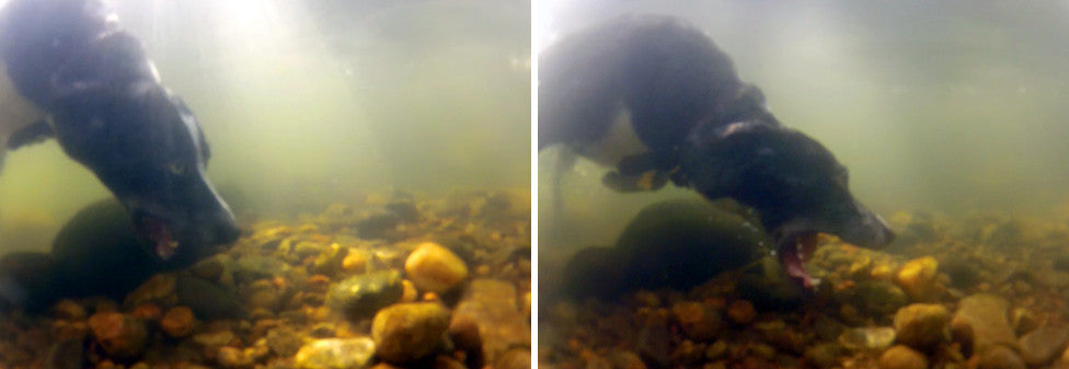 SHE A MONEY-HUNGRY WOLF, AND SHE DOWN TO EAT THE RICH