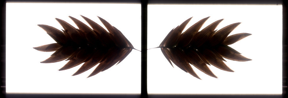 NORTHERN SEA OATS (PART 1)