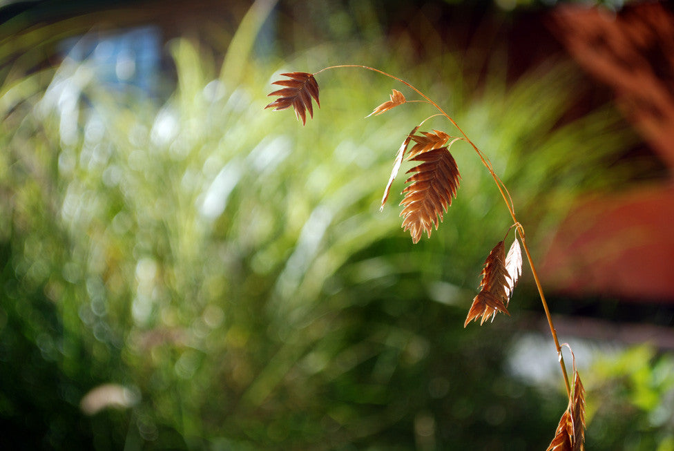 NORTHERN SEA OATS (PART 2)