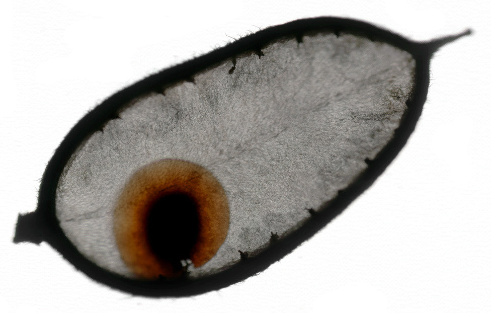 WE'VE GOT NOTHING ELSE TO POST TODAY SO WHY THE FUCK NOT?