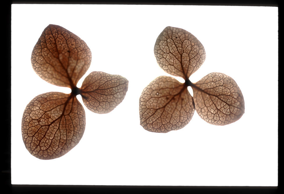 TREE HYDRANGEA