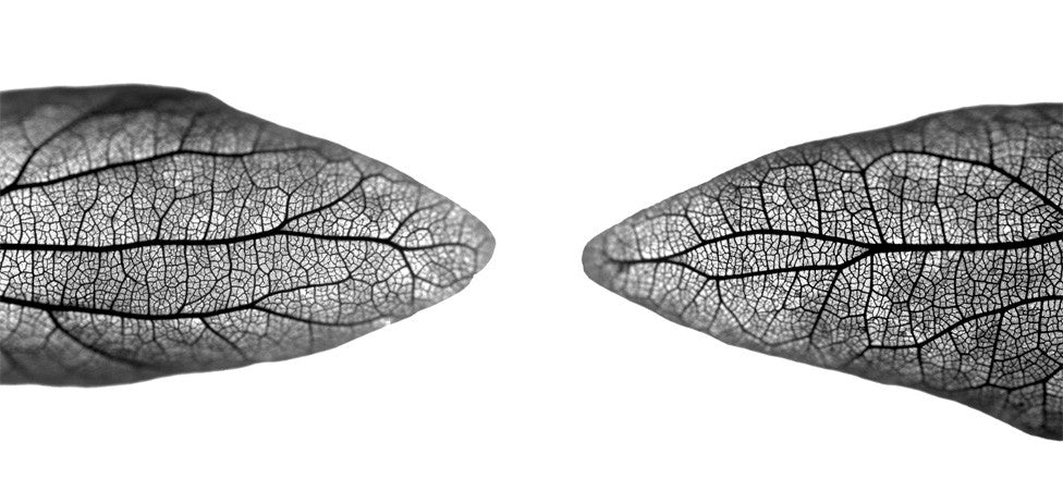 BASSWOOD BRACTS