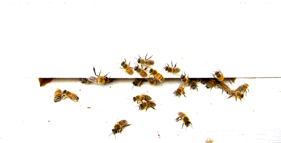 BEE WEEK, DAY 4: THE HIVE