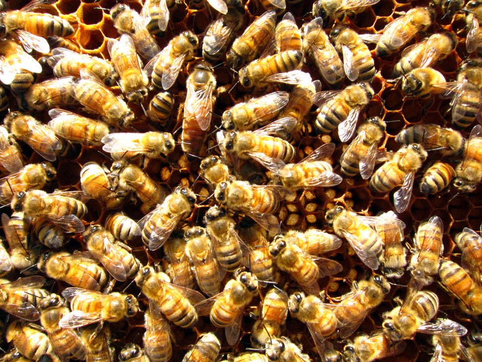 BEE WEEK, DAY 1: THE QUEEN