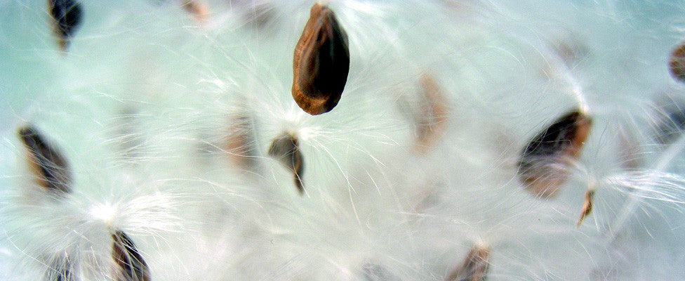 SEED EXPLOSION