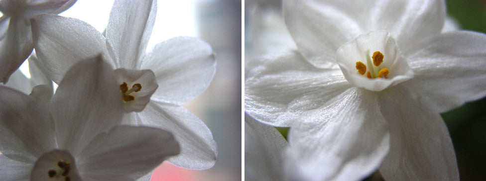 PAPERWHITE NARCISSUS